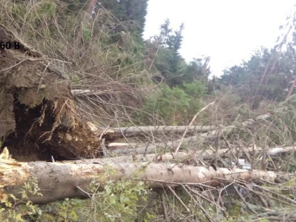 85.000 de metri cubi de arbori doborâți în Arad, în urma vijeliei de duminică