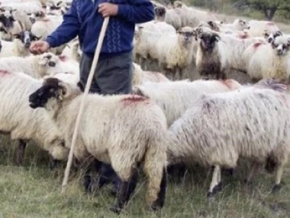 A dat iama în turma cu oi! Bărbat din Conop, cercetat pentru furtul unui berbec