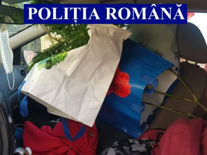 A fugit de polițiști și a derapat în șanț. Mașina era plină de ghivece cu cannabis