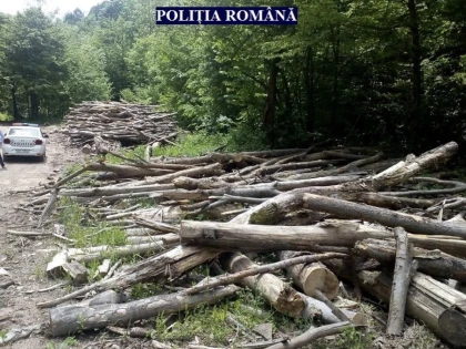 A furat arbori din pădurea de la Archiș