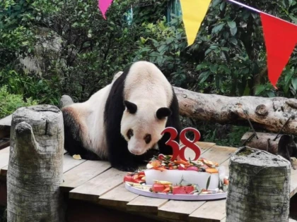 A murit cel mai vârstnic panda din captivitate