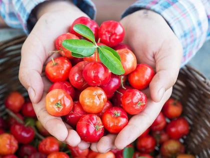 Acerola este cel mai puternic antioxidant