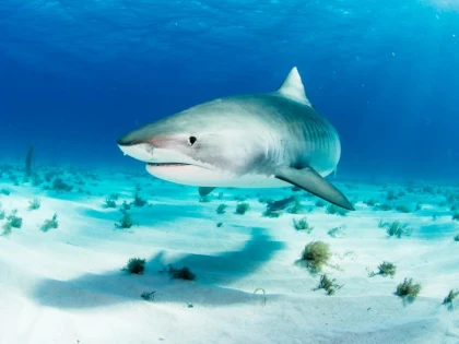 Aciditatea oceanelor, un pericol pentru rechini