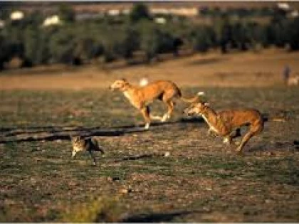 Acte de cruzime pe animale, săvârșite de un tânăr de 25 de ani din Sintea Mare