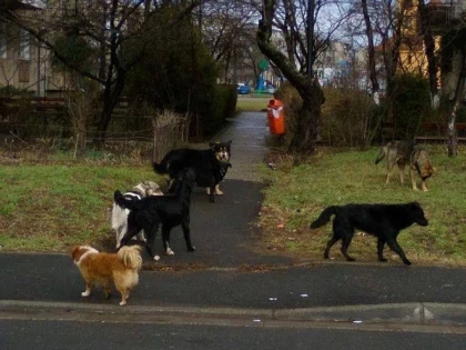 Acțiune de amploare pentru capturarea câinilor fără  stăpân din Arad