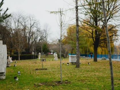 Acțiune de plantare de arbori în Arad