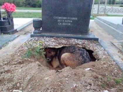 Adevărul din spatele imaginii virale cu câinele care trăia sub o piatră funerară