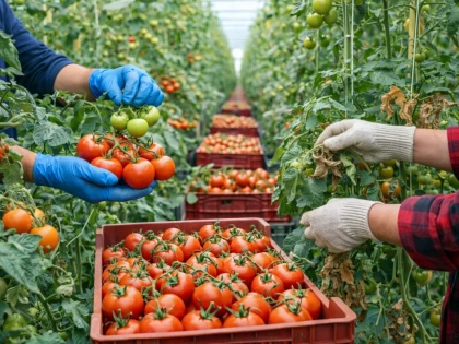 AFIR alocă 26 de milioane de euro pentru primele investiții în legumicultură