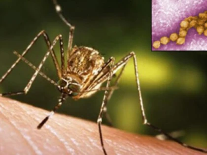 Alertă medicală în Bucureşti din cauza virusului West Nile