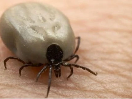 ALERTĂ PENTRU BOALA LYME. MARE ATENŢIE LA CĂPUŞE!