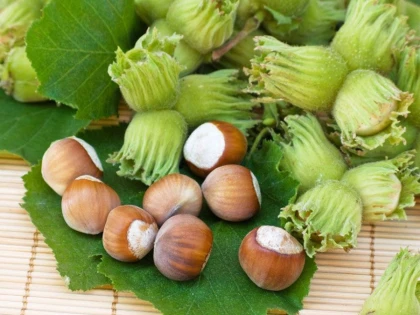 ALUNELE DE PĂDURE, BOMBĂ DE VITAMINA E