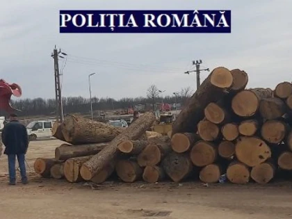 Amenzi pentru firmele de exploatare a lemnului din Sebiș și Cuied