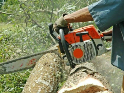 Angajatul unui ocol silvic, cercetat penal pentru tăiere ilegală și furt de arbori nemarcați