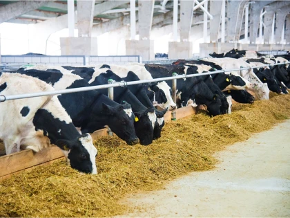 ANSVSA: Fermierii au obligația să respecte măsurile specifice protejării animalelor în perioadele caniculare