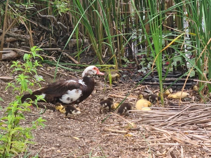 Apel al Administrației Parcului Natural Lunca Mureșului: Nu abandonați animale în aria protejată! Amenzi de până la 50.000 de lei