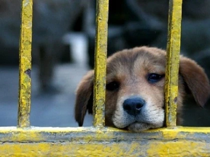 Apelul MAI către românii care au animale