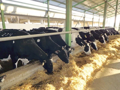 APIA: Ajutor de peste 39,7 milioane lei pentru crescătorii de animale