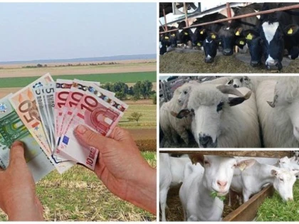 APIA începe plata ajutorului de stat în sectorul creşterii animalelor