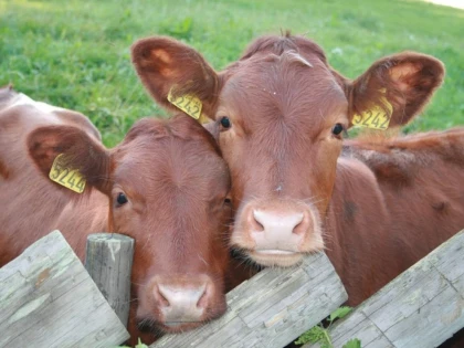 APIA începe plata ajutorului de stat pentru ameliorarea raselor de animale