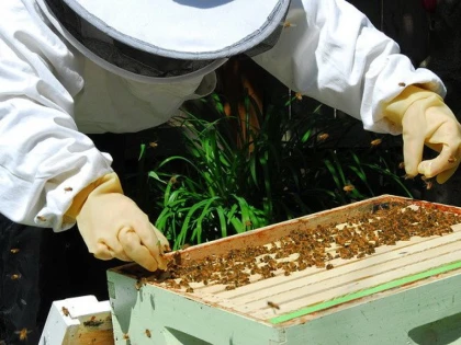 Apicultorii arădeni au obţinut o producţie de miere mai bună decât în 2020