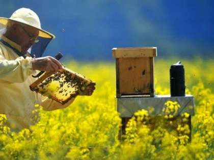 Apicultorii arădeni spun că au cea mai slabă producţie de miere din ultimii 50 de ani