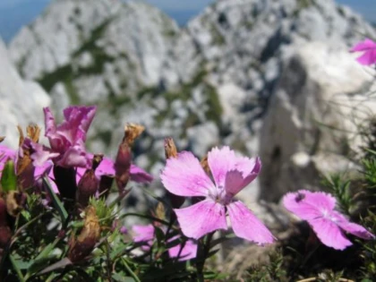 Aproape 600 de specii de plante au dispărut în ultimii 250 de ani