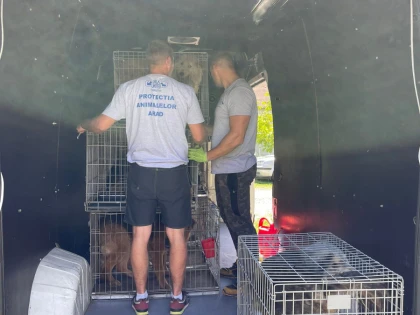 Aproximativ 100 de câini, plasați în adăpost de polițiștii Biroului pentru Protecția Animalelor