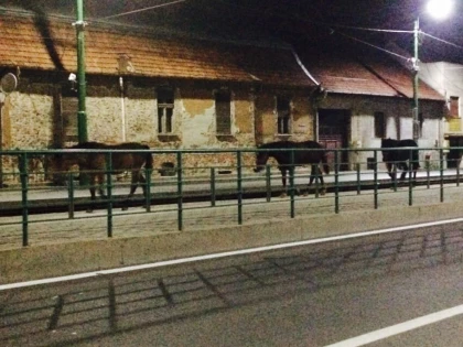 ARAD CAPITALA CULTURALA: TREI CAI FRUMOSI AU LUAT LOCUL TRAMVAIULUI IMPERIO (FOTO)