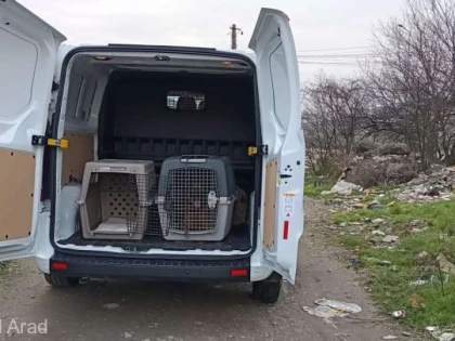 Arad: O asociaţie a încercat să sterilizeze gratuit câini oferind şi bani, dar oamenii au refuzat