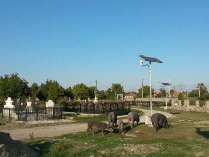 Aradul e în faţă! Porcii au invadat cimitirul „Pomenirea”
