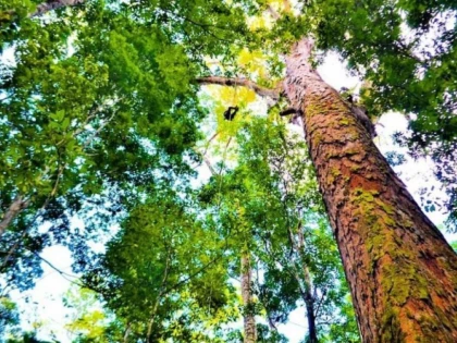 Arbore de 88 de metri înălțime, descoperit în Amazonia