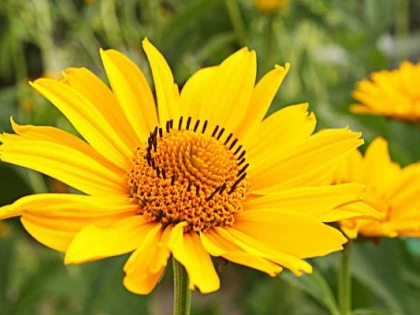 Arnica, floarea cu un puternic efect antiinflamator