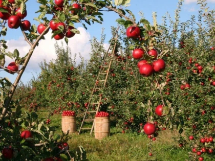 Așa poți avea grădini de succes cu pomi fructiferi