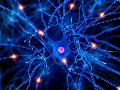 Au fost creați neuronii artificiali care pot repara circuitele nervoase din creier