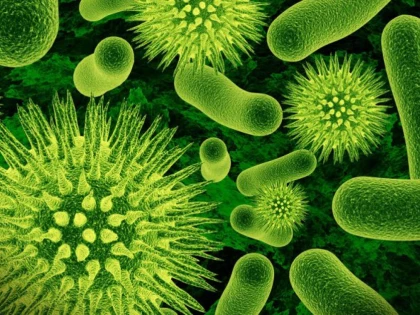 Bacteriile orale pot distruge creierul