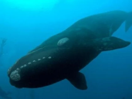 Balena nordică, în pericol de dispariție