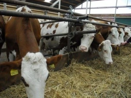 BANII PENTRU FONDUL MUTUAL "SE TRANSFORMA" IN SUBVENTII PENTRU PRODUCATORII DE LAPTE DIN ZONELE DEFAVORIZATE