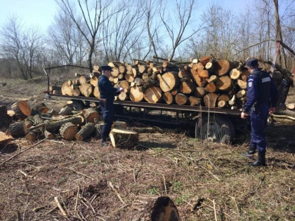 Bărbat din Căpîlnaș, prins după ce a tăiat ilegal 44 de metri cubi de lemn