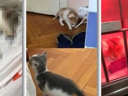 Bărbat din vestul țării, trimis în judecată pentru că a omorât mai multe pisici