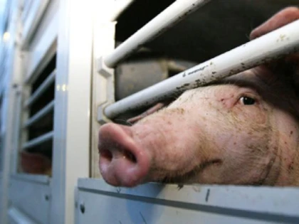 Bărbat prins la Chișineu-Criș transportând porci fără documente