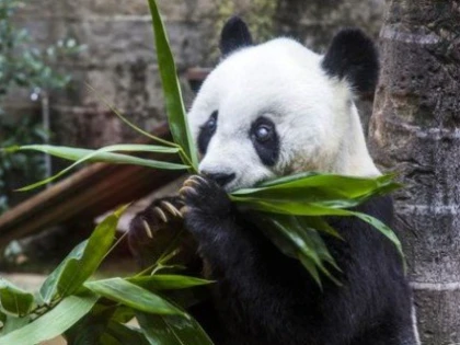 Basi, ursul panda salvat dintr-un lac înghețat în 1984, a împlinit 37 de ani