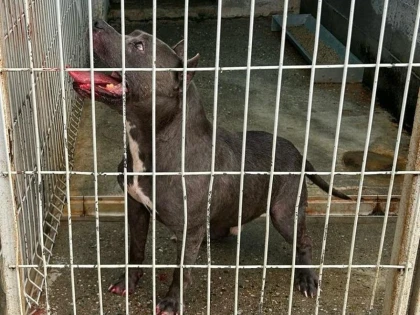 Bătaie între câini pe o terasă din Arad. Două persoane au fost mușcate de un Amstaff