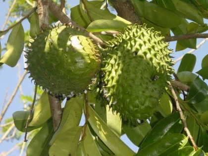 Băutura naturală mai puternică decât chimioterapia