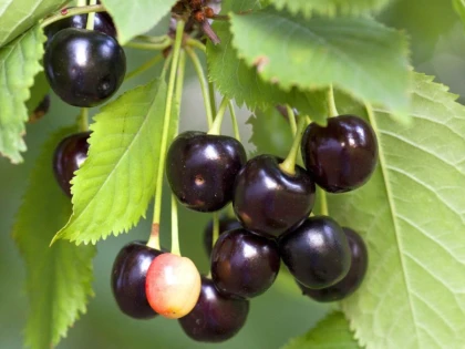 BENEFICII ALE CONSUMULUI DE CIREŞE AMARE