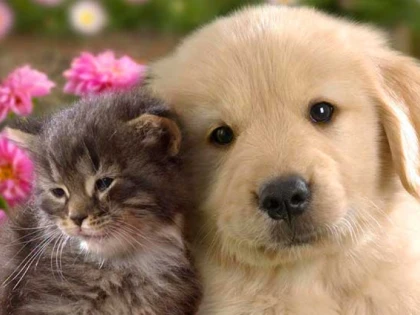 Beneficii terapeutice aduse de creșterea unui animal