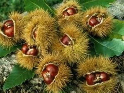BENEFICIILE CASTANELOR COMESTIBILE