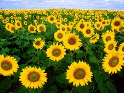 BENEFICIILE SEMINŢELOR DE FLOAREA SOARELUI