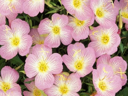 BENEFICIILE ULEIULUI DE PRIMULA