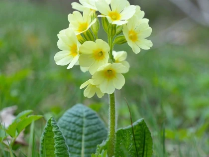 Beneficiile uleiului de primula