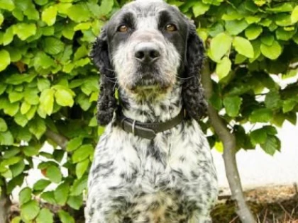 BILLIE - CÂINELE DIN MAREA BRITANIE CARE A DECLARAT RĂZBOI VIOLATORILOR
